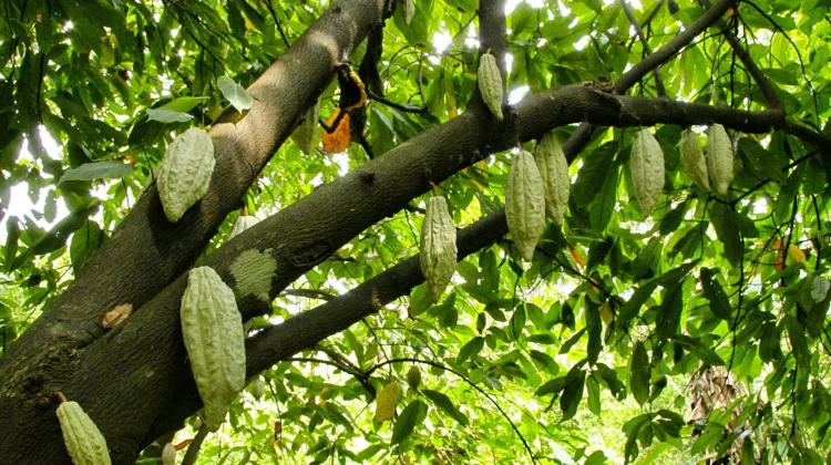 Rahasia dibalik Nikmatnya Cokelat, Mengenal Morfologi Tanaman Kakao