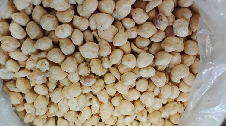Kemiri Rempah Tradisional Kaya Manfaat dan Berpeluang Jadi Komoditas Bisnis