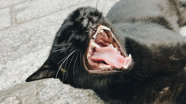 Cara Aman Hentikan Kucing Berkelahi
