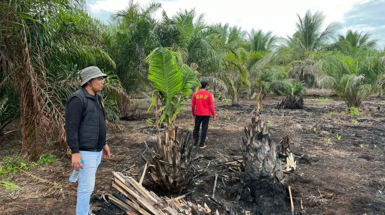 Polisi Tangkap Pelaku Pembakar Hutan dan Lahan Seluas 500 Hektare di Pelalawan