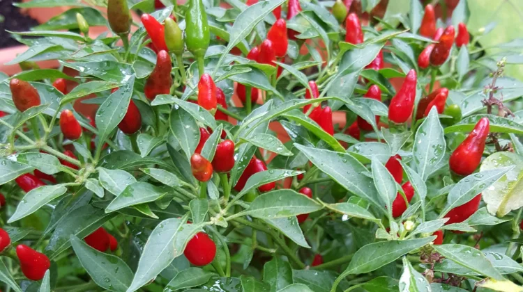 Tanaman Cabai, si Pedas Bahan Dasar Sambal