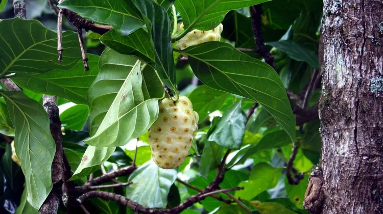 Mengenal Tanaman Mengkudu, Buah Beraroma Khas dengan Segudang Manfaat Herbal