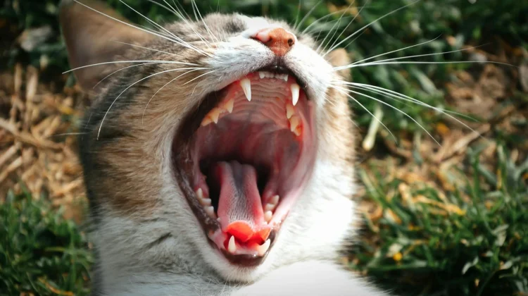 Infeksi Purulent Tenosynovitis akibat Gigitan Kucing