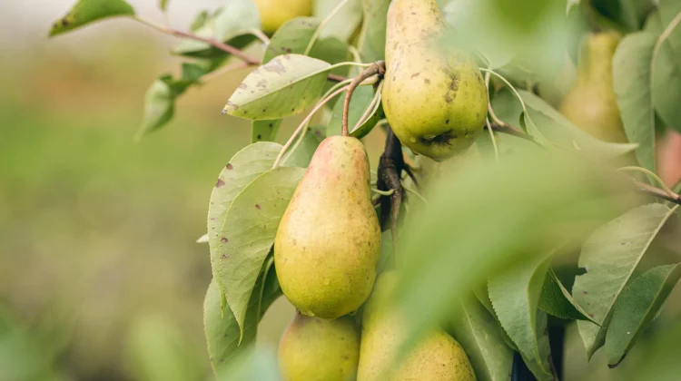 Morfologi Tanaman Buah Pir, Buah Segar yang Kaya Kandungan Air