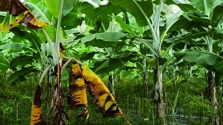 Mengatasi Fusarium Wilt pada Pisang dengan Metode Tepat