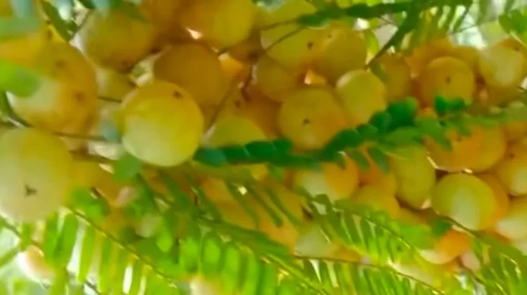 Manfaat Buah Cermai bagi Kesehatan