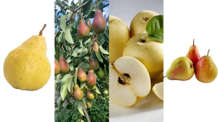 Mengenal Jenis Buah Pir