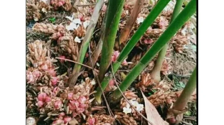 Mengenal Morfologi Tanaman Kapulaga, Rempah Khas Indonesia