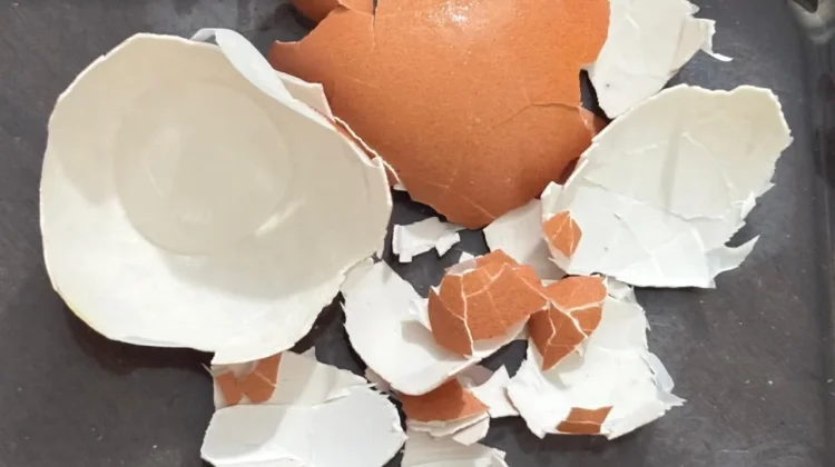 Jangan Dibuang, Ini Manfaat Lain dari Cangkang Telur