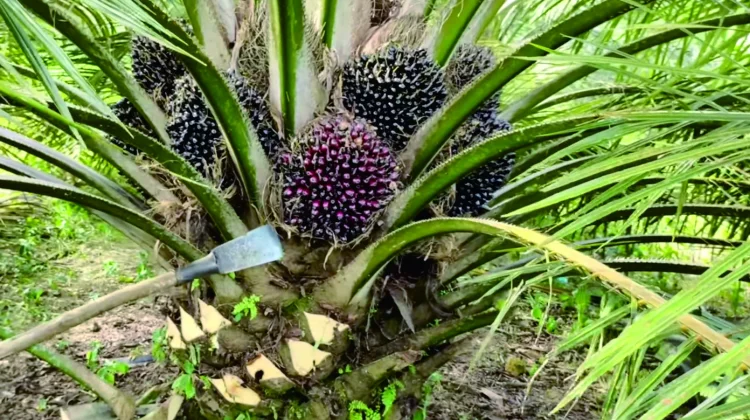 Pruning Sawit untuk Hasil Maksimal