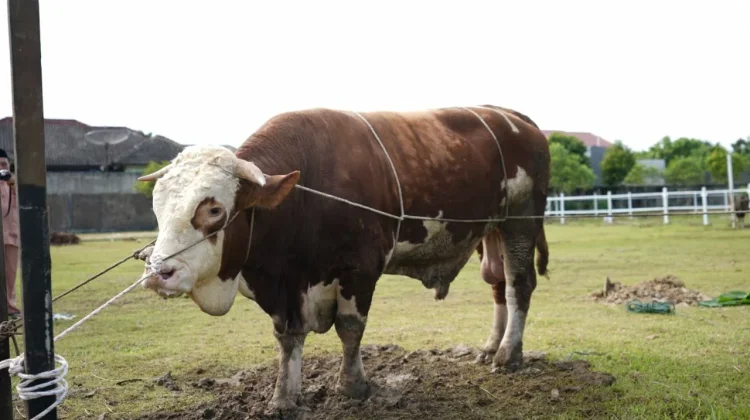 Sapi Kurban Bantuan Presiden untuk Riau Mulai di Seleksi Pemkab dan Pemko