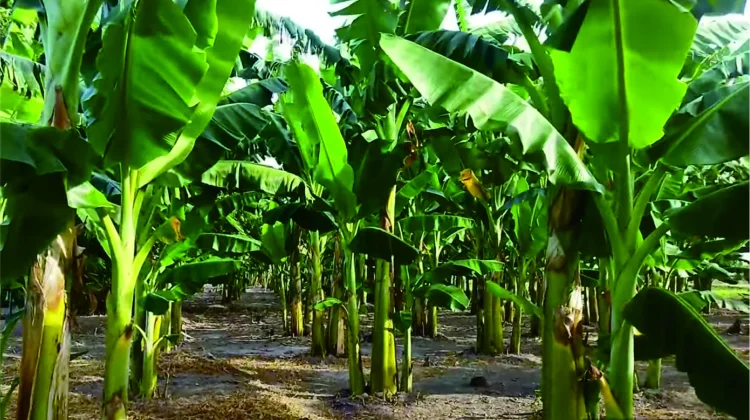 Berkebun Pisang Kepok di Kampar untuk Hasil Maksimal