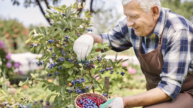 Mengenal Morfologi Tanaman Blueberry