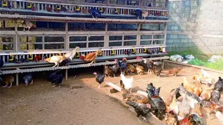 Cara Sukses Beternak Ayam Kampung dengan Modal Minim