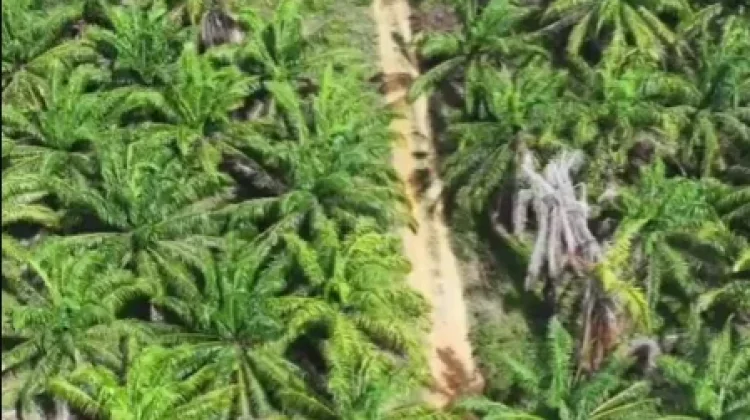 BUMD Riau Dipercayakan untuk Kelola Lahan Sawit Agrinas