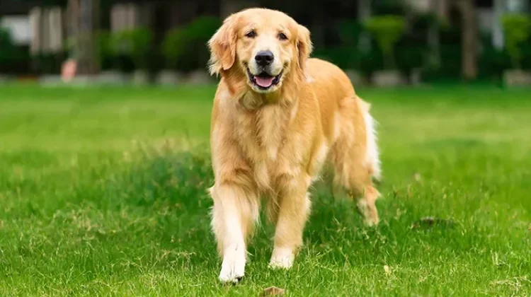 Hewan Anjing Penjaga Setia dan Penjaga Rumah