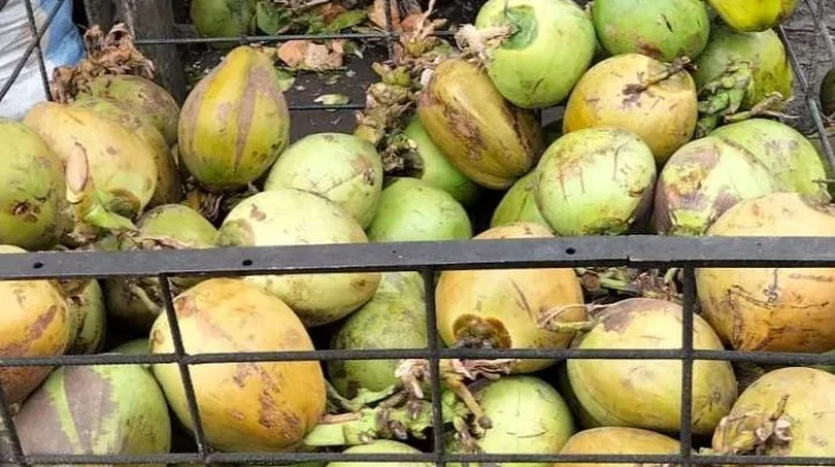 Kelapa Muda Minuman Alami yang Kaya Nutrisi