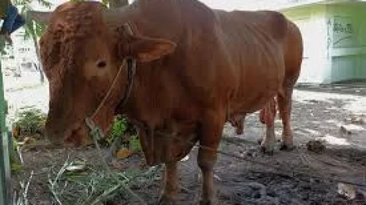 DPKH Riau Cek Sapi Kurban Bantuan Presiden
