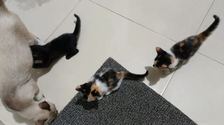 Cegah Kucing Buang Kotoran di Pot