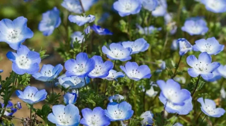 Mengenal Morfologi Tanaman Nemophila, Si Bunga Biru Cantik