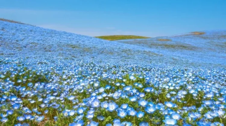 Cara Merawat Tanaman Nemophila