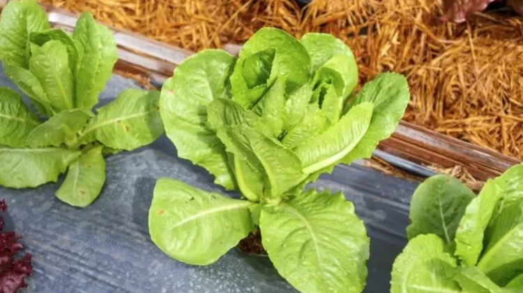 Mengenal Morfologi dari Tanaman Selada Romaine