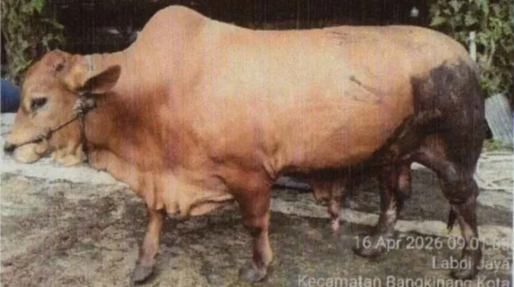 Sapi Ukuran Jumbo dari Kabupaten dan Kota di Riau Diusulkan Jadi Bantuan Presiden