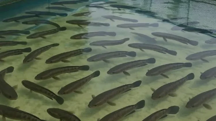 Manfaat Luar Biasa Ikan Gabus bagi Kesehatan Tubuh