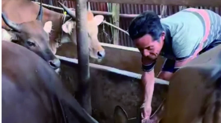 Teknik Efektif Pembesaran Sapi Qurban di Pebatuan Pekanbaru