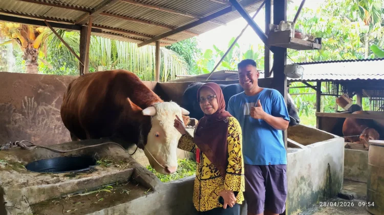 DPKH Riau Tinjau Sapi Bantuan Presiden untuk Provinsi di Inhu