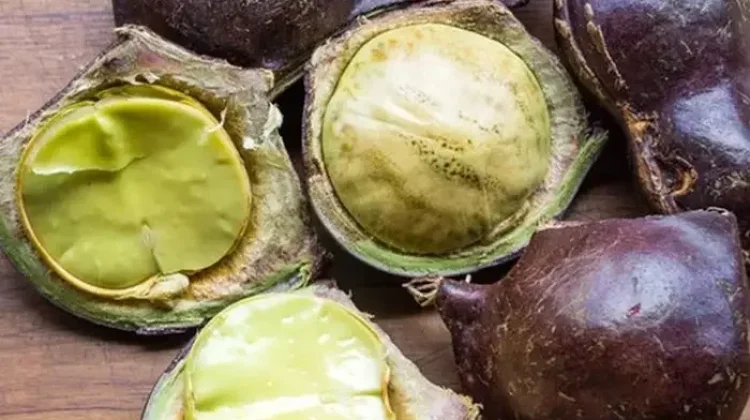 Cita Rasa dan Khasiat Alami Buah Jengkol Bagi Kesehatan