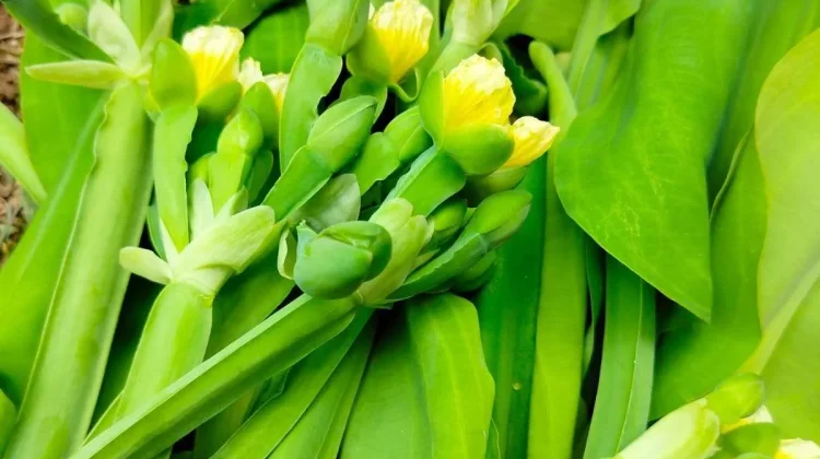 Daun Genjer Sayuran Lokal yang Kaya Nutrisi