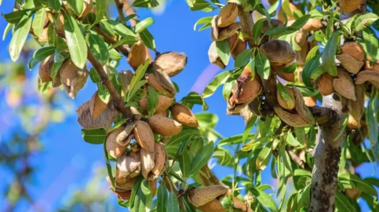 Mengenal Morfologi Tanaman Almond, Kacang Penuh Nutrisi