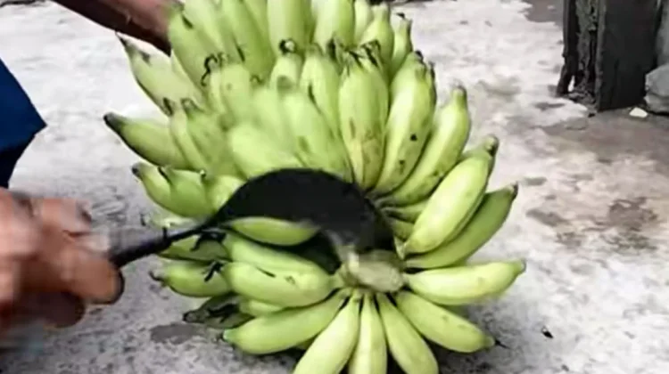 Tips Mudah Menyisir Buah Pisang
