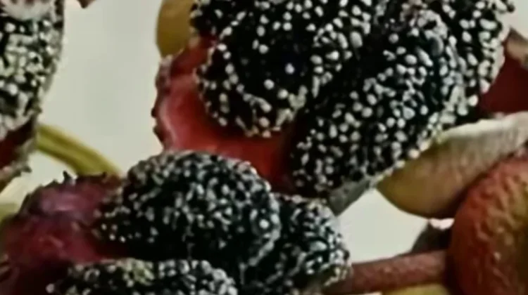 Seduduk, Buah Liar Penuh Manfaat