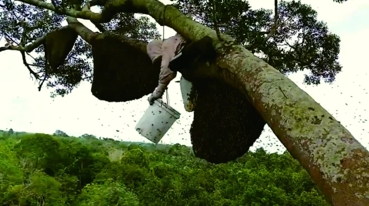Perjuangan Berburu Madu Hutan Sialang di Pelalawan