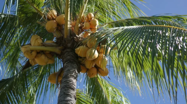 DPRD Riau Dorong Percepatan Hilirisasi Kelapa di Inhil
