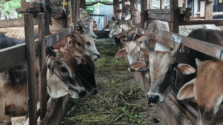 Distankan Pekanbaru Awasi Hewan Kurban