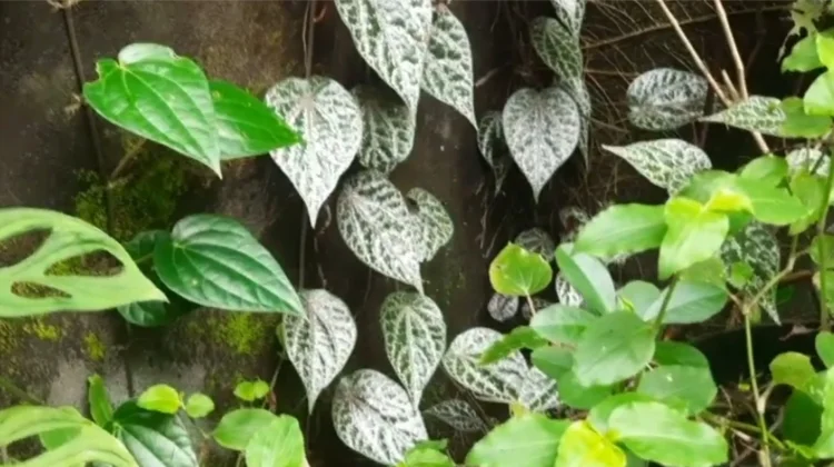 Jenis-Jenis Daun Sirih dan Khasiatnya bagi Kesehatan Tradisional