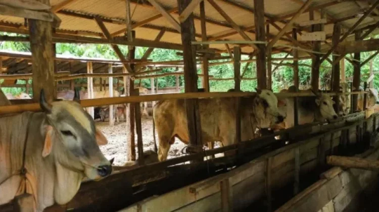 Komisi II DPRD Riau Minta Pengawasan Hewan Kurban Diperketat