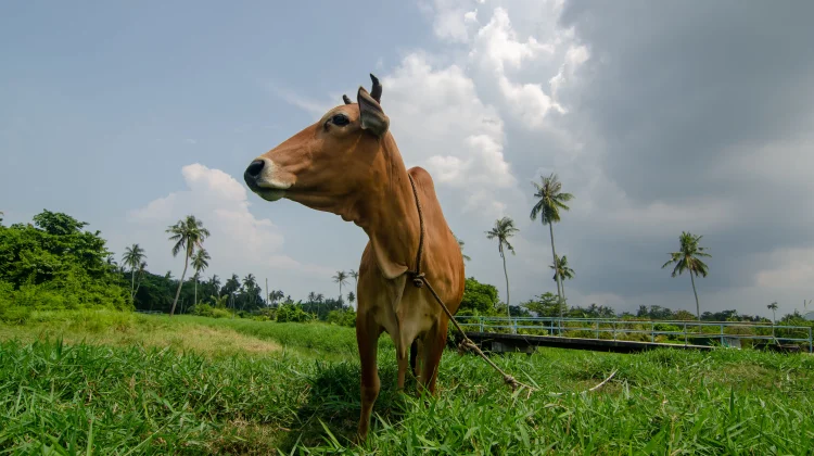 Makna Ibadah Kurban