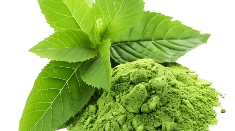 Pure Matcha: Rahasia Teh Hijau Premium yang Kaya Manfaat