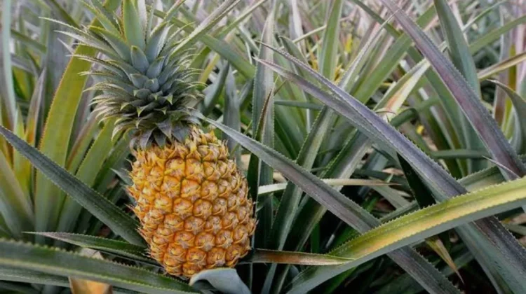 Manfaat Buah Nenas dari Isi Hingga Kulit