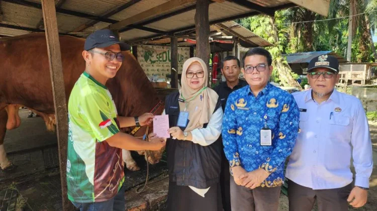 Sapi Jumbo "Samson" Asal Jayamukti Terpilih Jadi Hewan Kurban Presiden Prabowo