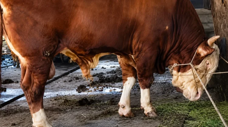 Sapi Jumbo Asal Dumai Jadi Hewan Kurban Presiden Prabowo