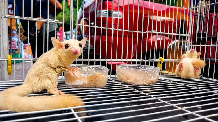 Sugar Glider Jadi Perhatian di CFD Pekanbaru, Hewan Mirip Tupai Terbang