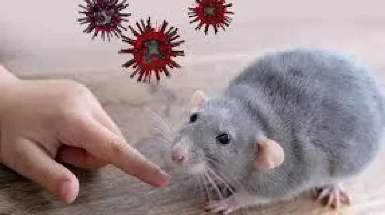 Dinkes Serang Pastikan Belum Ada Kasus Hantavirus