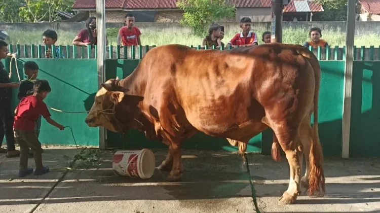 Masjid Nurul Amal Pekanbaru Terima Sapi Qurban Presiden Seberat 907 Kg
