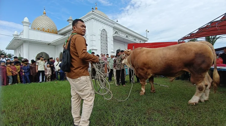 Bupati Asmar Serahkan Sapi Kurban Presiden Prabowo ke Panitia Masjid Ar-Rahmah.