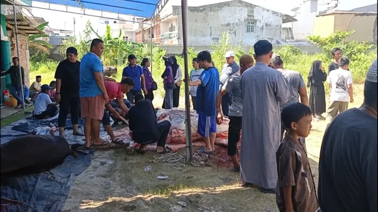 Sapi Kurban Bantuan Presiden Dibagikan ke Warga Tirtasiak